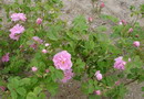 گل محمدی